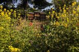 Bienenstöcke in Wildblumenwiese